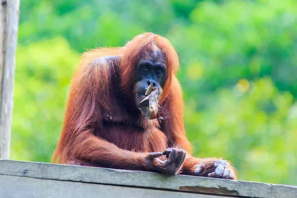 Orangutani Nebo Trpasličí Pongo Jedinou Asijskou Velké Ostrově Borneo Sumatra — Stock fotografie