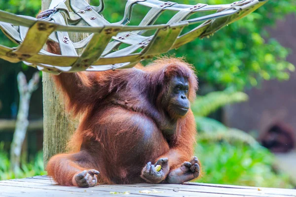 orangutanlar veya pongo pygmaeus Borneo Adası ve Sumatra bulundu sadece Asya harika bir