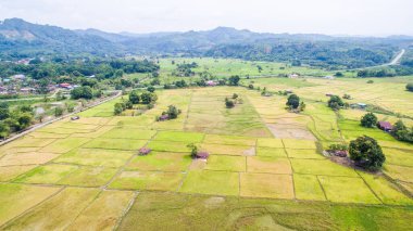 Keningau, Sabah Borneo 'daki çeltik tarlasının havadan görünüşü.
