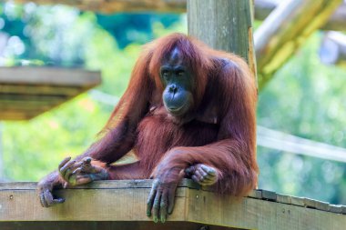 orangutanlar veya pongo pygmaeus Borneo Adası ve Sumatra bulundu sadece Asya harika bir