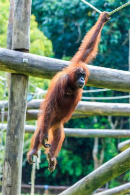 orangutanlar veya pongo pygmaeus Borneo Adası ve Sumatra bulundu sadece Asya harika bir
