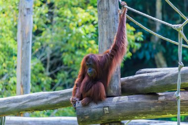 orangutanlar veya pongo pygmaeus Borneo Adası ve Sumatra bulundu sadece Asya harika bir