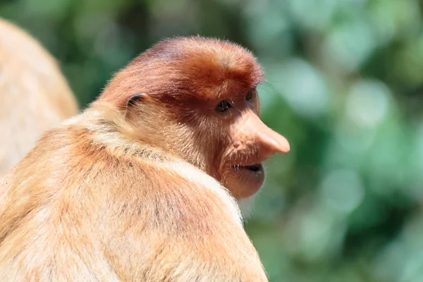 プロボシス猿 Nasalis Larvatus または長鼻猿は 異常に大きな鼻を持つ赤褐色の弧状古世界猿です ボルネオ島の東南アジアの島に固有です — ストック写真