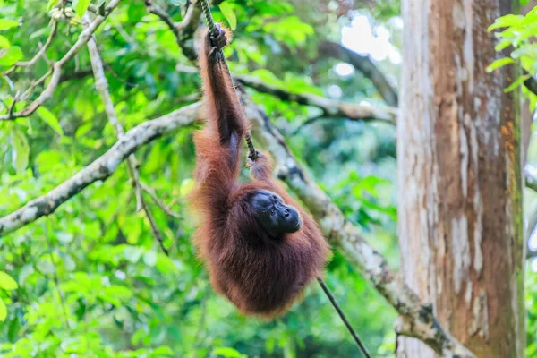 Orangotangos Pongo Pygmaeus Único Asiático Grande Encontrado Ilha Bornéu Sumatra — Fotografia de Stock