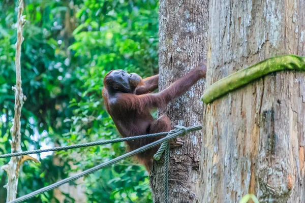 Orangotangos Pongo Pygmaeus Único Asiático Grande Encontrado Ilha Bornéu Sumatra — Fotografia de Stock