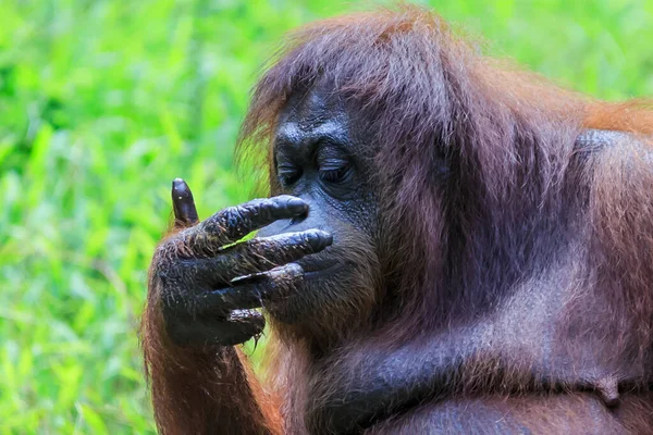 Orangutani Nebo Trpasličí Pongo Jedinou Asijskou Velké Ostrově Borneo Sumatra — Stock fotografie