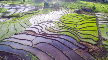 Ranau, Sabah 'daki çeltik tarlasının havadan görünüşü..