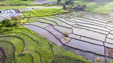 Aerial view of paddy terrace at Ranau, Sabah.