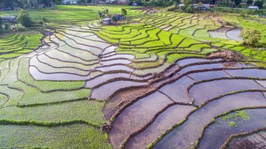 Ranau, Sabah 'daki çeltik tarlasının havadan görünüşü..