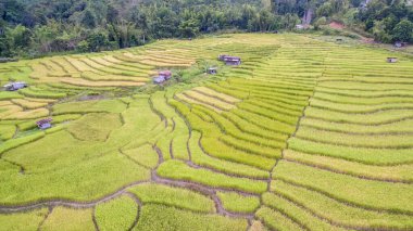 Sabah Tambunan 'daki çeltik tarlasının havadan görünüşü..