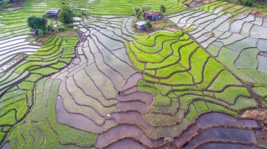 Ranau, Sabah 'daki çeltik tarlasının havadan görünüşü..