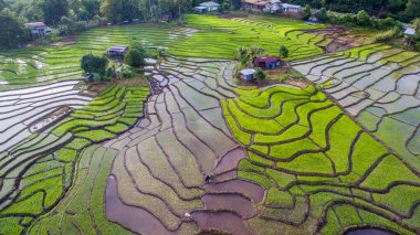Ranau, Sabah 'daki çeltik tarlasının havadan görünüşü..