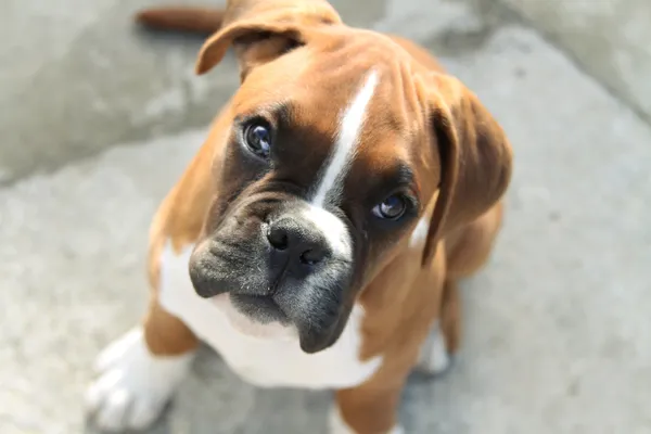 Boxer dog — Stock Photo, Image