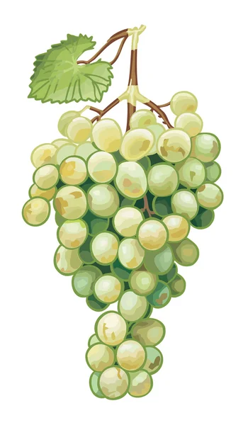Белый виноград — стоковый вектор