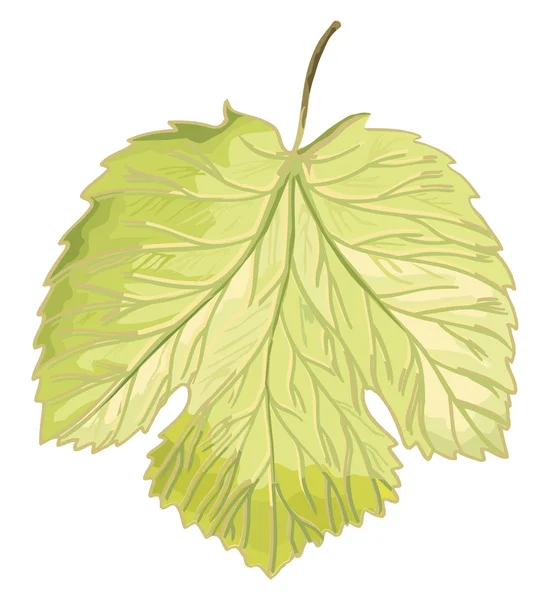 Grape Leaf — Stock Vector