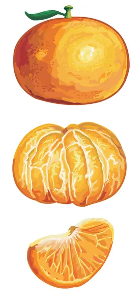 Frisches Mandarinenset — Stockvektor