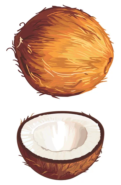 Noci di cocco — Vettoriale Stock