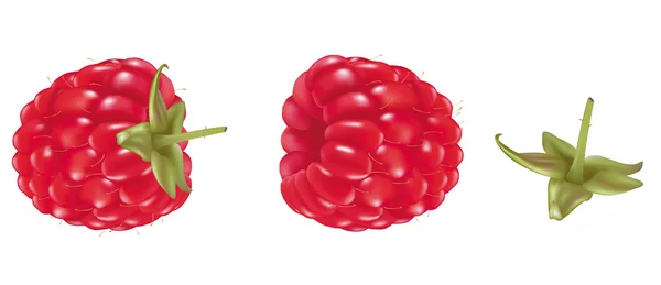 Framboise — Image vectorielle