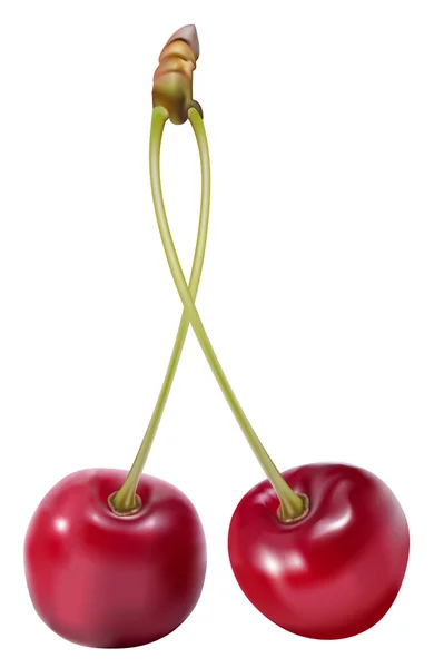 Sweet cherry — Stock Vector