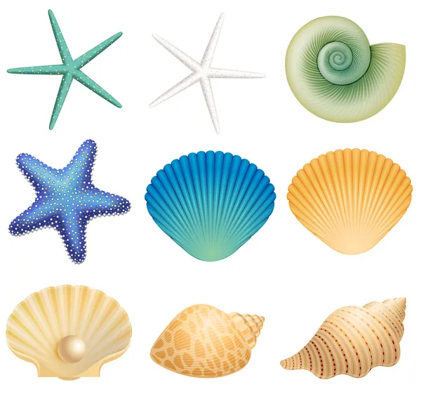 Conchas marinas y estrellas de mar — Vector de stock