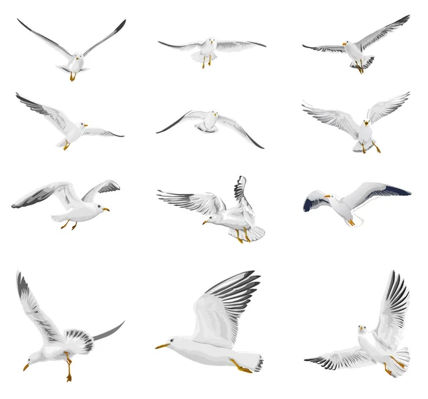 Flying seagull — Stock Vector