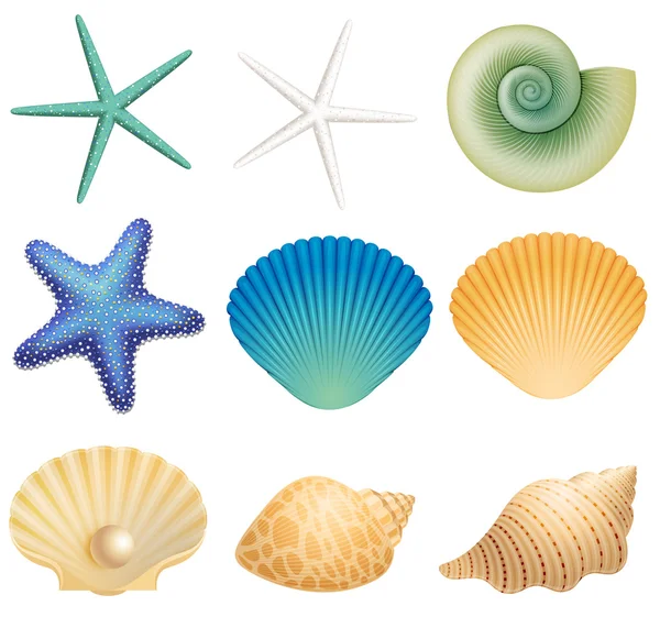 Conchas do mar e estrela do mar —  Vetores de Stock