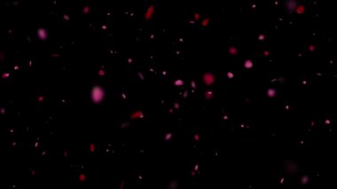 Gül yaprakları animasyonu Siyah ve yeşil ekran