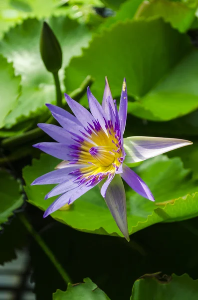 Violet water lily — Stock Photo, Image