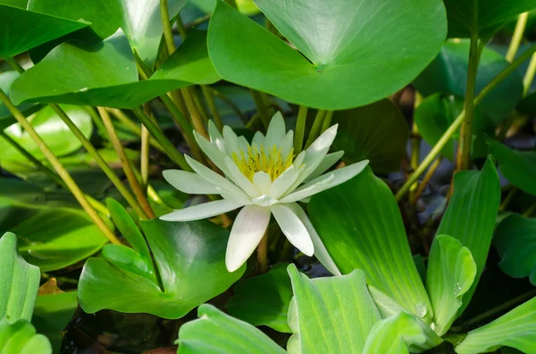 White water lily — Stock Photo, Image