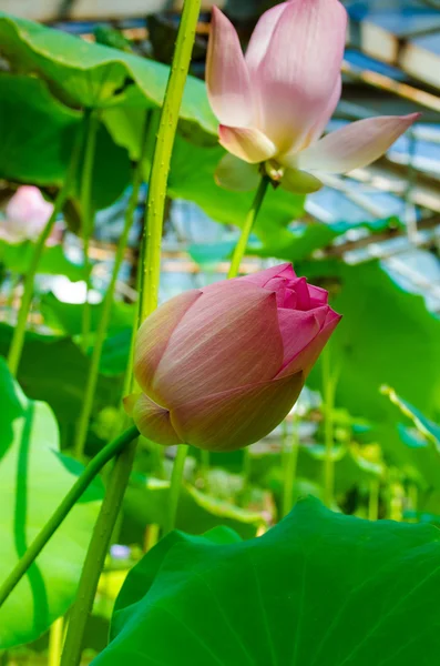 Pink water lily — Stock Photo, Image