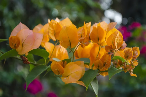 Цветы Бугенвиллеи — стоковое фото