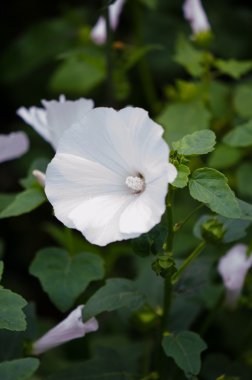 pembe ve beyaz lavatera