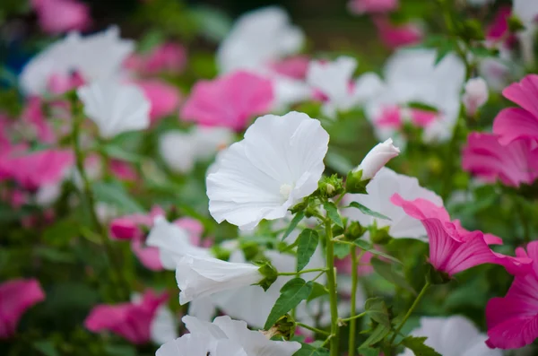 Pembe ve beyaz lavatera — Stok fotoğraf