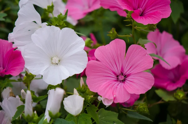 Lavatera rosa e branco — Fotografia de Stock