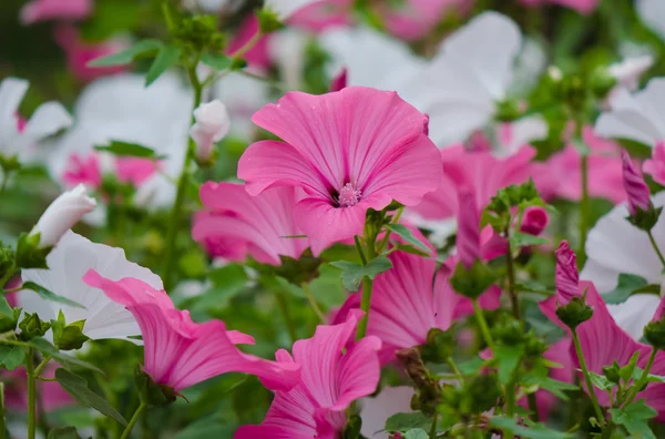 Pembe ve beyaz lavatera — Stok fotoğraf