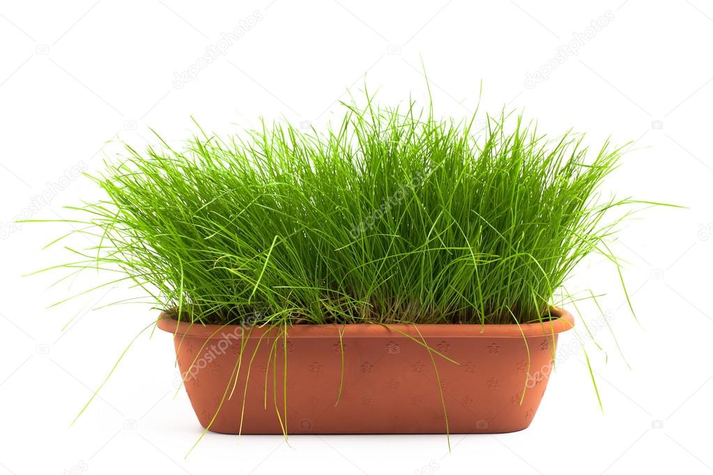 Green grass in flower pot