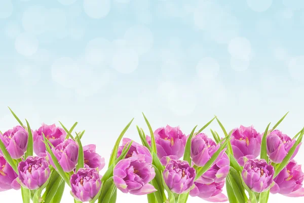 Spring Easter background with beautiful pink tulips. Summer flow — Stock Photo, Image