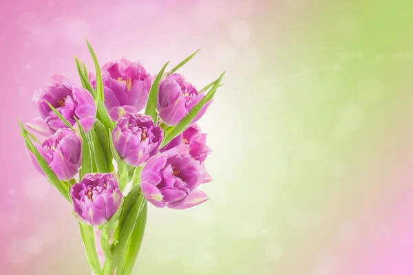 Fondo de Pascua de primavera con hermosos tulipanes rosados. Flujo de verano —  Fotos de Stock
