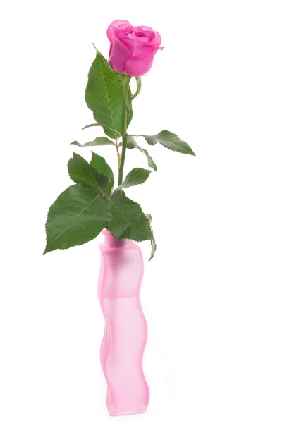 Różowa róża w wazonie figurowe na białym tle — Zdjęcie stockowe