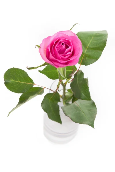 Pink rose in vase with leaves isolated on white — Stock Photo, Image