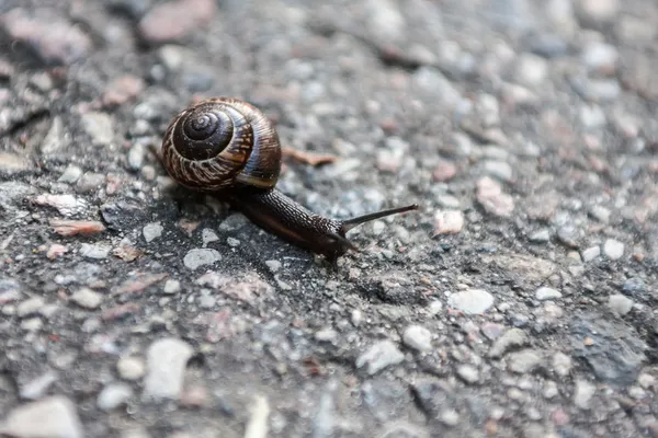 Snail crossing the street — Stock Photo, Image