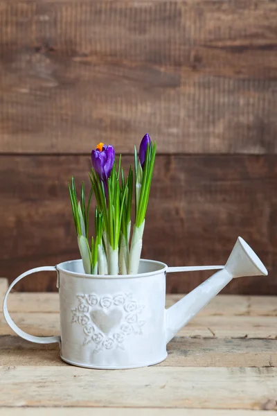 Crocuses in watering-can on wooden table — Stock Photo, Image