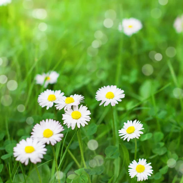 Spring daisy field. Easter card background. — Stock Photo, Image