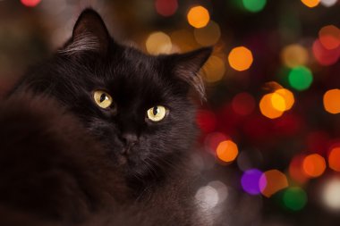 arka plan bokeh üzerinde siyah kedi