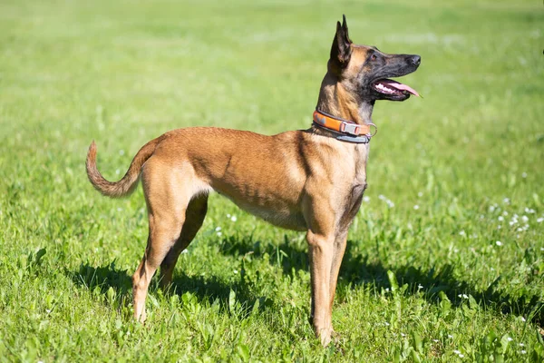 Belgian Malinois Shepherd Dog Malinua Training — Stockfoto