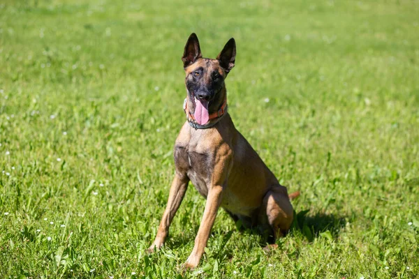 Belgian Malinois Shepherd Dog Malinua Training — Fotografia de Stock