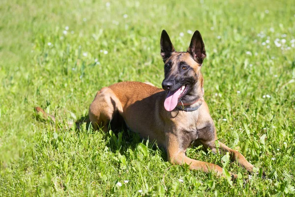 Belgijski Owczarek Malinois Malinua Szkoleniu — Zdjęcie stockowe