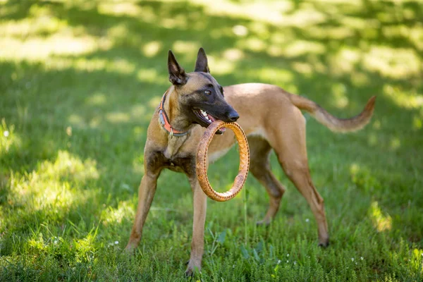 Belgian Malinois Shepherd Dog Malinua Training — Fotografia de Stock