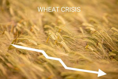 Wheat seed price growth chart and a downward arrow on the background of a wheat field. Concept of crisis, shortage of crops. Stock quotes. Harvest concept.