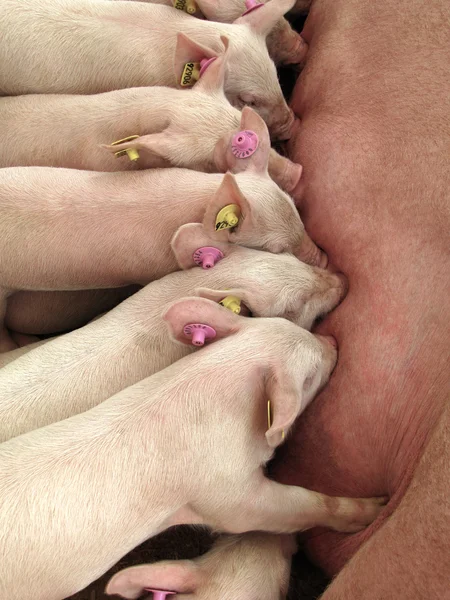 Feeding varkens Rechtenvrije Stockfoto's